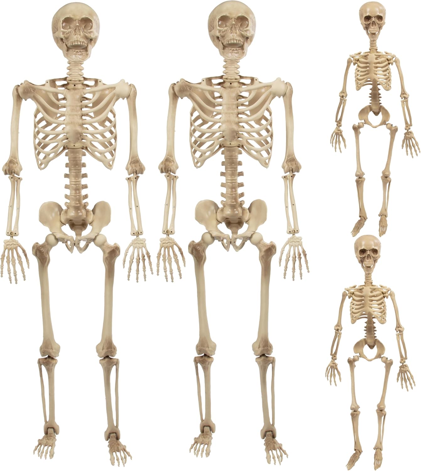 Posable Life Size Human Skeleton Family 4pk- 2 Adult (5'4") & 2 Children (2')